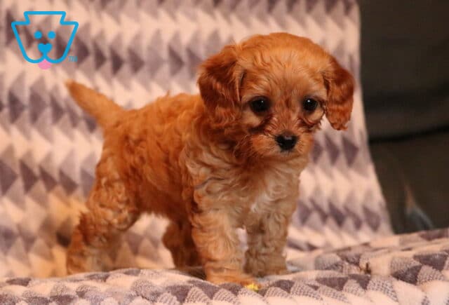 Flinn Cavapoo image