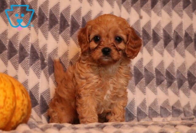 Flinn Cavapoo2 image