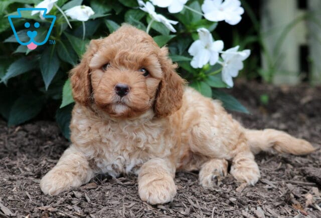 Forest Mini Goldendoodle image