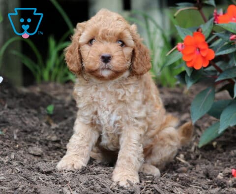 Forest Mini Goldendoodle2