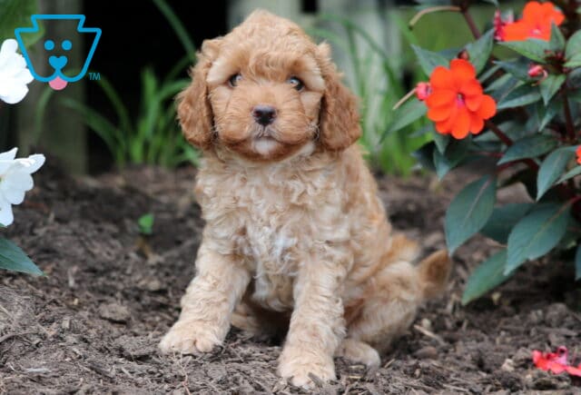 Forest Mini Goldendoodle2 image