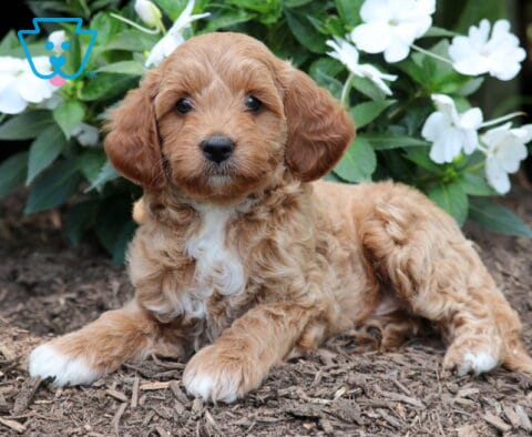 Franky Mini Goldendoodle