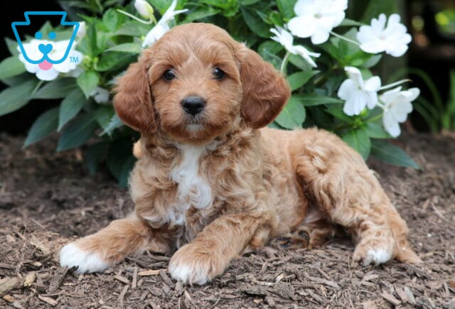 Franky Mini Goldendoodle image