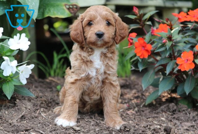 Franky Mini Goldendoodle2 image