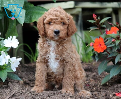 Freddy Mini Goldendoodle