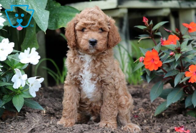 Freddy Mini Goldendoodle image