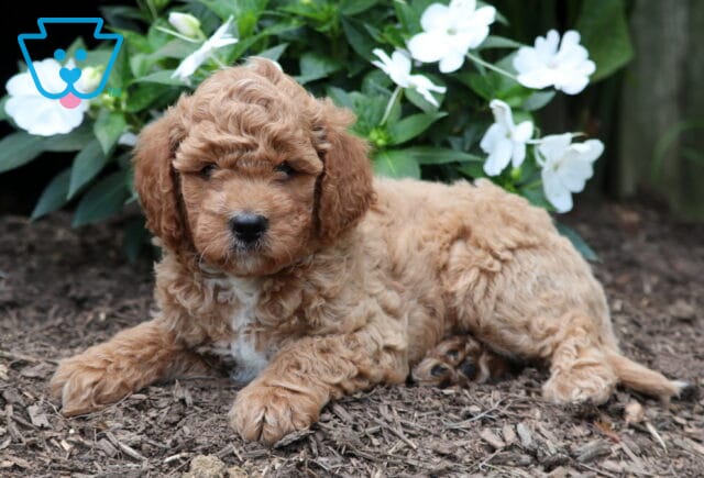 Freddy Mini Goldendoodle2 image