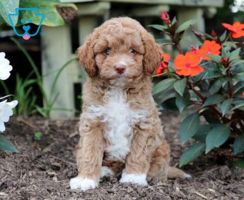 Frisbee Mini Goldendoodle