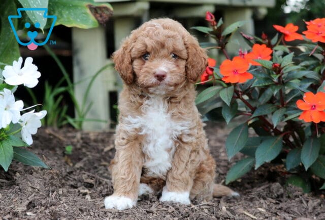 Frisbee Mini Goldendoodle image