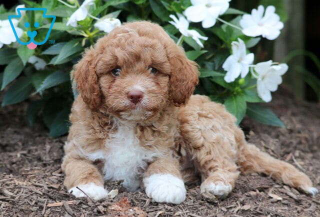 Frisbee Mini Goldendoodle2 image