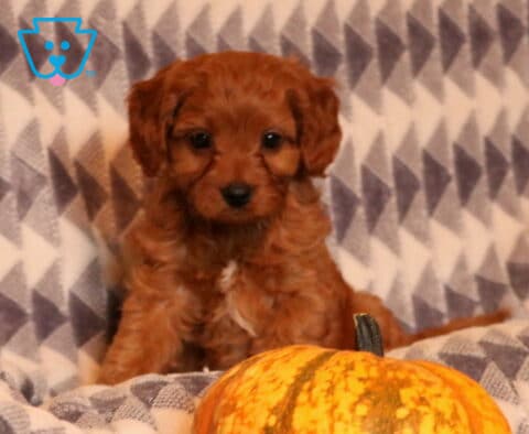 Fritz Cavapoo