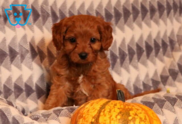 Fritz Cavapoo image