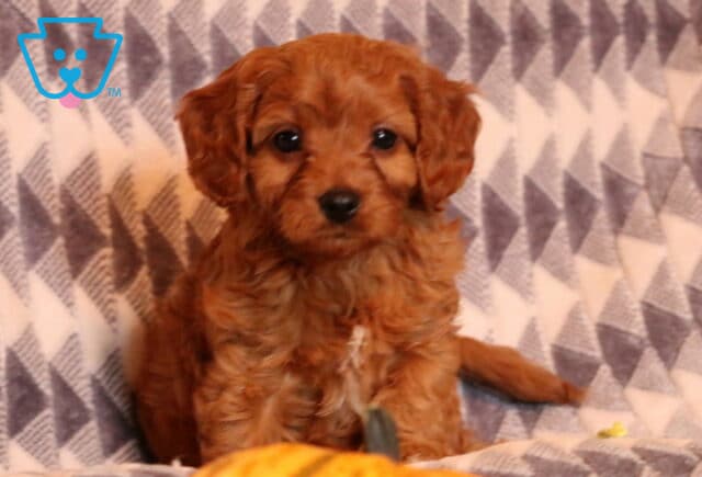 Fritz Cavapoo2 image