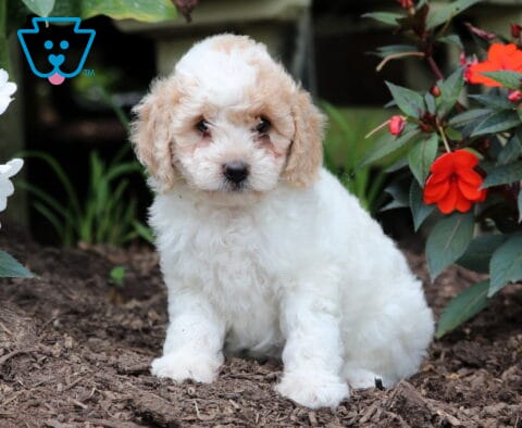 Furby Mini Goldendoodle