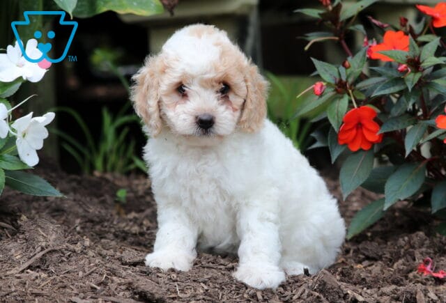 Furby Mini Goldendoodle image
