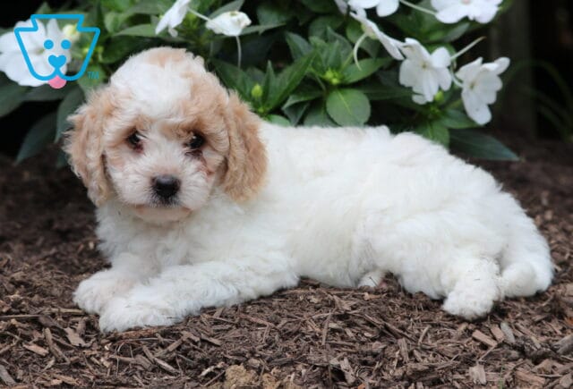 Furby Mini Goldendoodle2 image