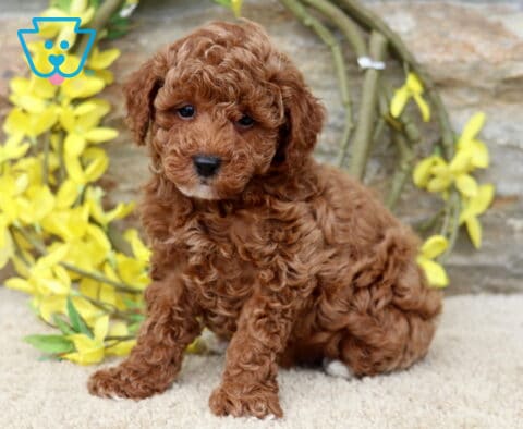 Gabe Mini Poodle