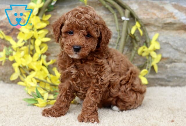Gabe Mini Poodle image