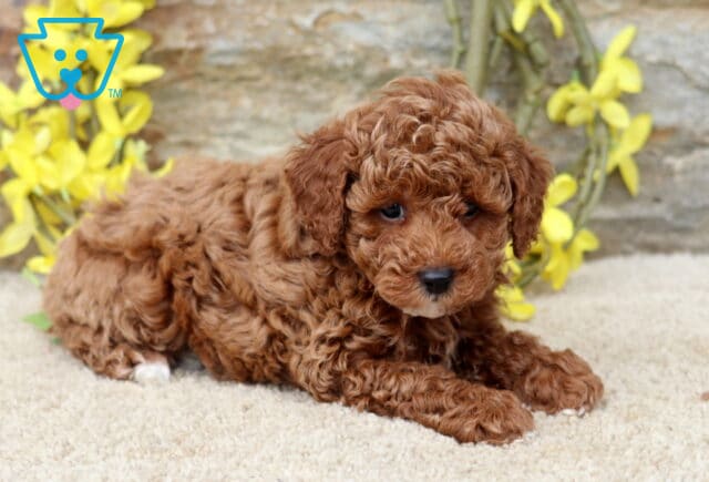 Gabe Mini Poodle2 image