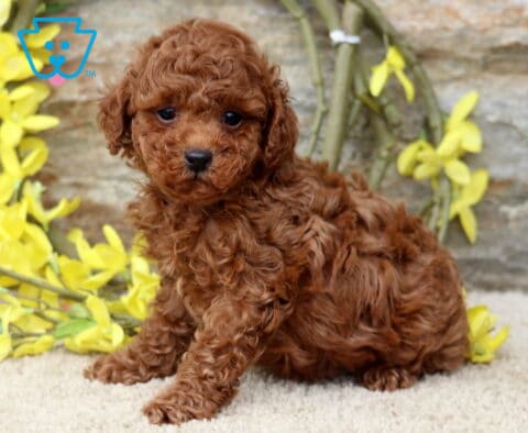 Grayson Mini Poodle