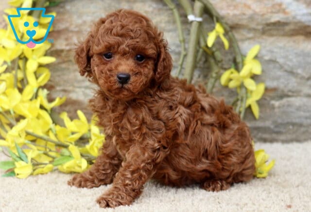 Grayson Mini Poodle image
