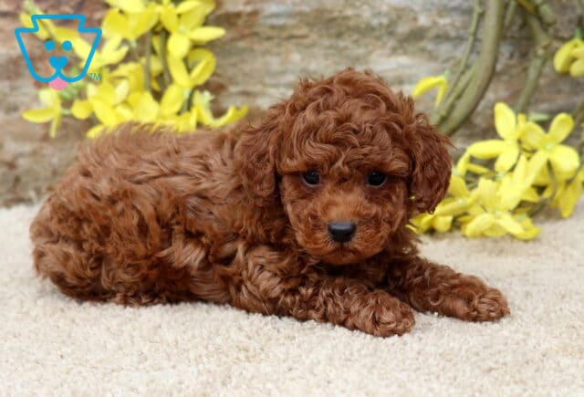 Grayson Mini Poodle2 image