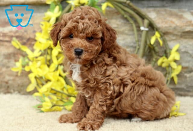 Grodo Mini Poodle image