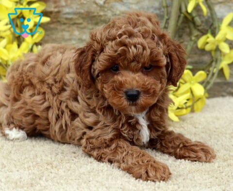 Grodo Mini Poodle2