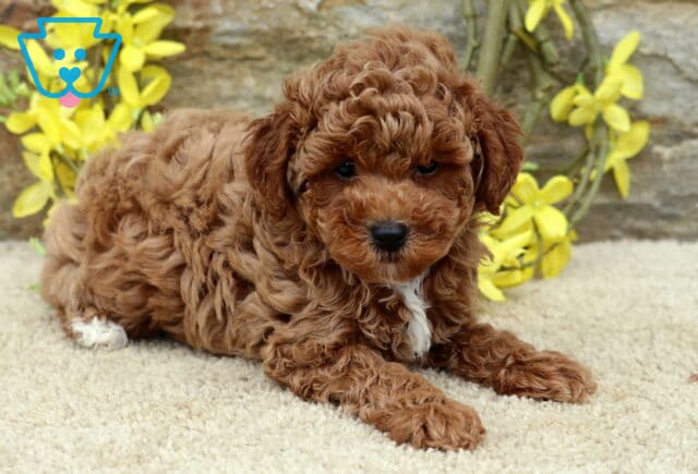Grodo Mini Poodle2 image