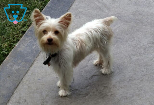 Hailey Yorkie Mel Blank image