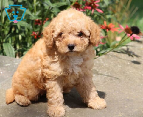 Harvey Cavapoo