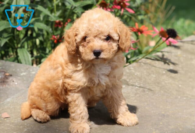 Harvey Cavapoo image