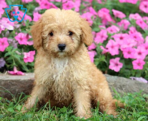 Harvey Cavapoo Retake