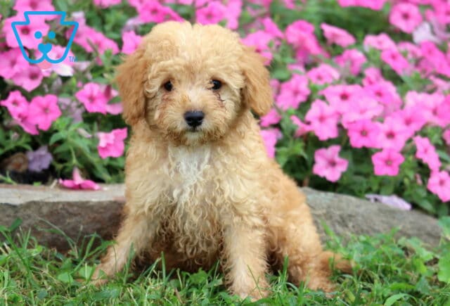 Curly apricot Cavapoo puppy sitting in green grass with a colorful backdrop of blooming pink flowers. image