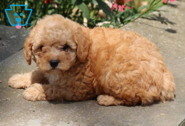 Harvey Cavapoo2 image