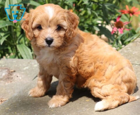 Hazel Cavapoo