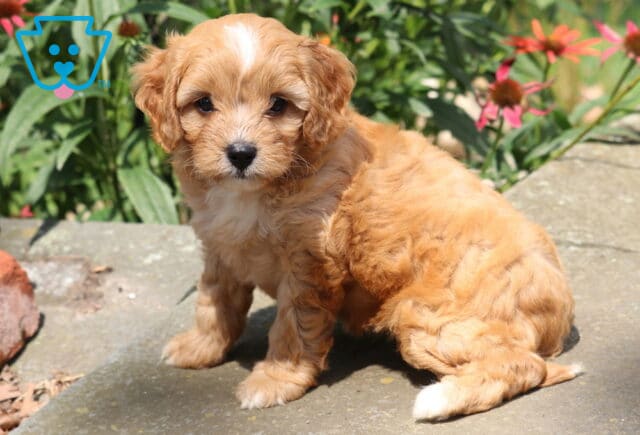Hazel Cavapoo image