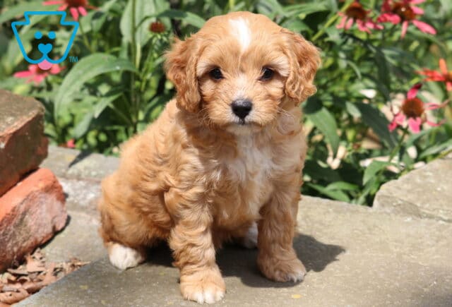 Hazel Cavapoo2 image