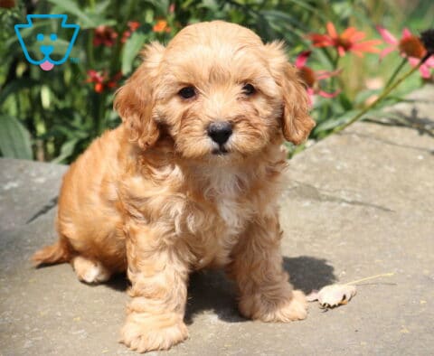 Heaven Cavapoo
