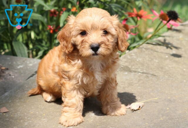 Heaven Cavapoo image