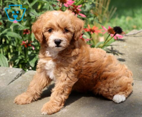 Hilary Cavapoo