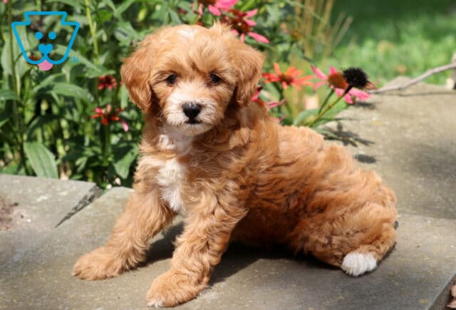 Hilary Cavapoo image