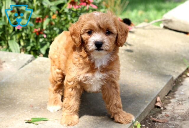 Hilary Cavapoo2 image