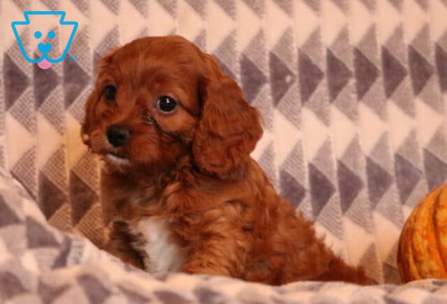 Holly Cavapoo image
