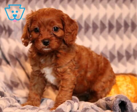 Holly Cavapoo2