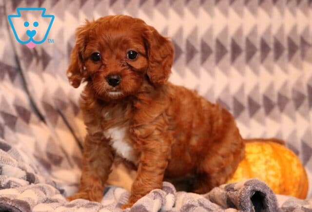 Holly Cavapoo2 image