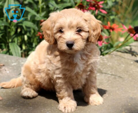 Honey Cavapoo