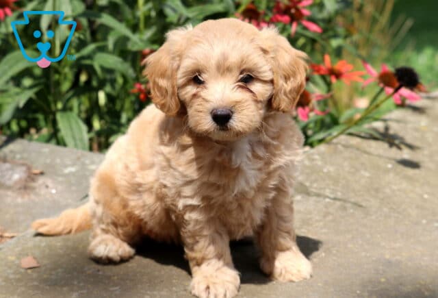 Honey Cavapoo image