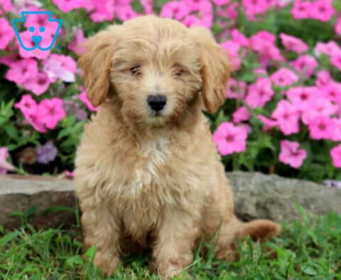 Honey Cavapoo Retake