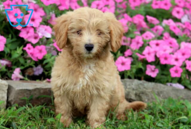 Apricot Cavapoo puppy with a soft wavy coat sitting in the grass in front of bright pink flowers. image